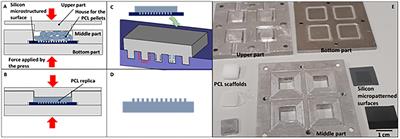 Influence of the Fabrication Accuracy of Hot-Embossed PCL Scaffolds on Cell Growths